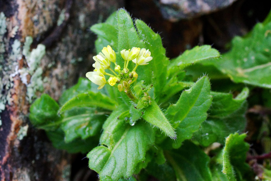 Biscutella morisiana / Biscutella di Moris